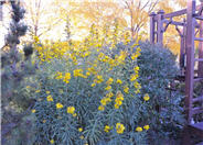 Helianthus maximiliana 'Santa Fe'