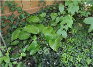 Hosta