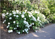 Hydrangea arborescens 'Annabelle'