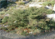 Hornibrook Juniper
