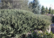 Repanda Juniper