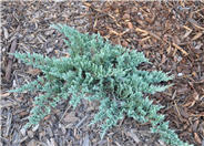 Blue Chip Creeping Juniper