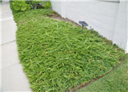 Creeping Juniper