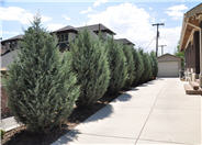 Wichita Blue Juniper