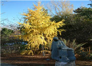 European Larch