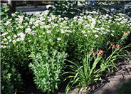 Leucanthemum x superbum 'Becky'