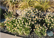 Snowcap Shasta Daisy