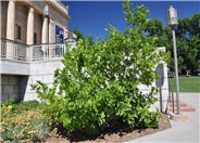 Royal Star Magnolia