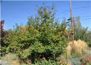 Malus 'Red Jewel'