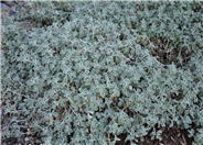 Silver Edged Horehound