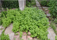 Spearmint