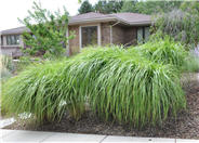 Blooming Wonder Maidengrass