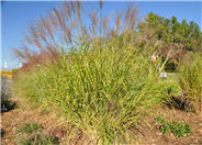 Miscanthus sinensis 'Little Zebra'