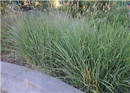 Miscanthus sinensis 'Puenktchen'