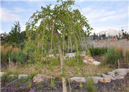 Morus alba 'Chaparral'