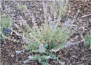 Blue Wonder Catmint