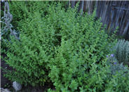 Nepeta racemosa 'Walkers Low'