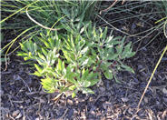 Missouri Evening Primrose
