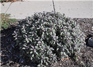 Origanum rotundifolium 'Kent Beauty'