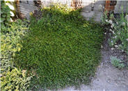 Mountain Jade