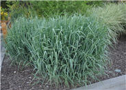Panicum virgatum 'Dallas Blues'