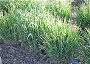 Panicum virgatum 'Rotstrahlbusch'