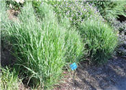 Shenandoah Switchgrass