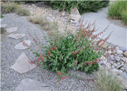 Penstemon cardinalis