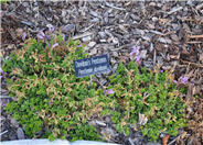 Penstemon davidsonii
