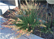 Bridges Penstemon