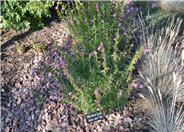 Penstemon x mexicali 'Psmyers'