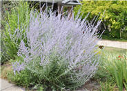 Longin Russian Sage