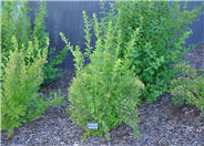 Dwarf Ninebark