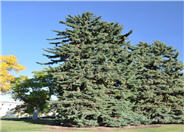 Picea abies