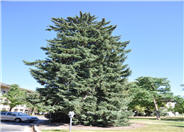 Columnar Norway Spruce
