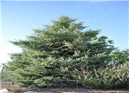 Picea glauca 'Densata'