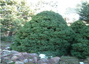 Dwarf Alberta Spruce