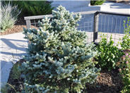 Montgomery Dwarf Spruce