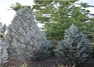 Picea pungens 'Iseli Fastigiate'