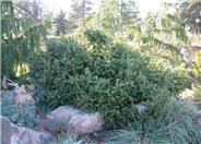 Creeping Norway Spruce