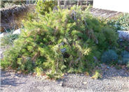 Pinus densiflora 'Pendula'