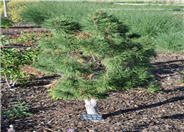 Pinus mugo 'Big Tuna'