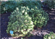 Pinus mugo 'Sherwood Compact'