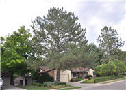 Pinus nigra