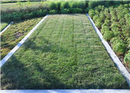 Poa pratensis