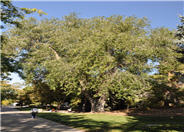 Populus angustifolia