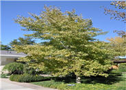 Populus tremula 'Erecta'