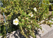 Potentilla fruticosa 'Abbotswood'