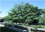 Prunus armeniaca