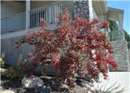 Purpleleaf Sandcherry